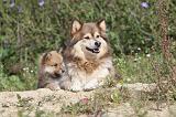 CHIEN FINNOIS DE LAPONIE 414